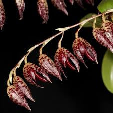 Pleurothallis Restrepioides