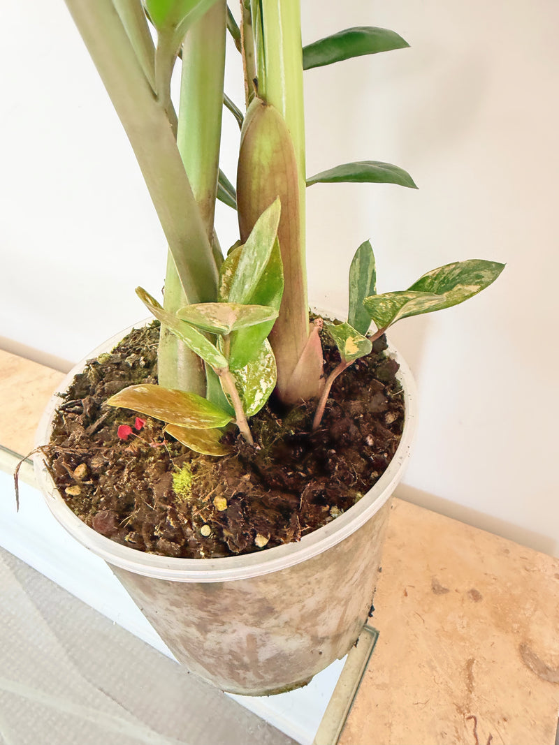 Variegated ZZ Plant (A)