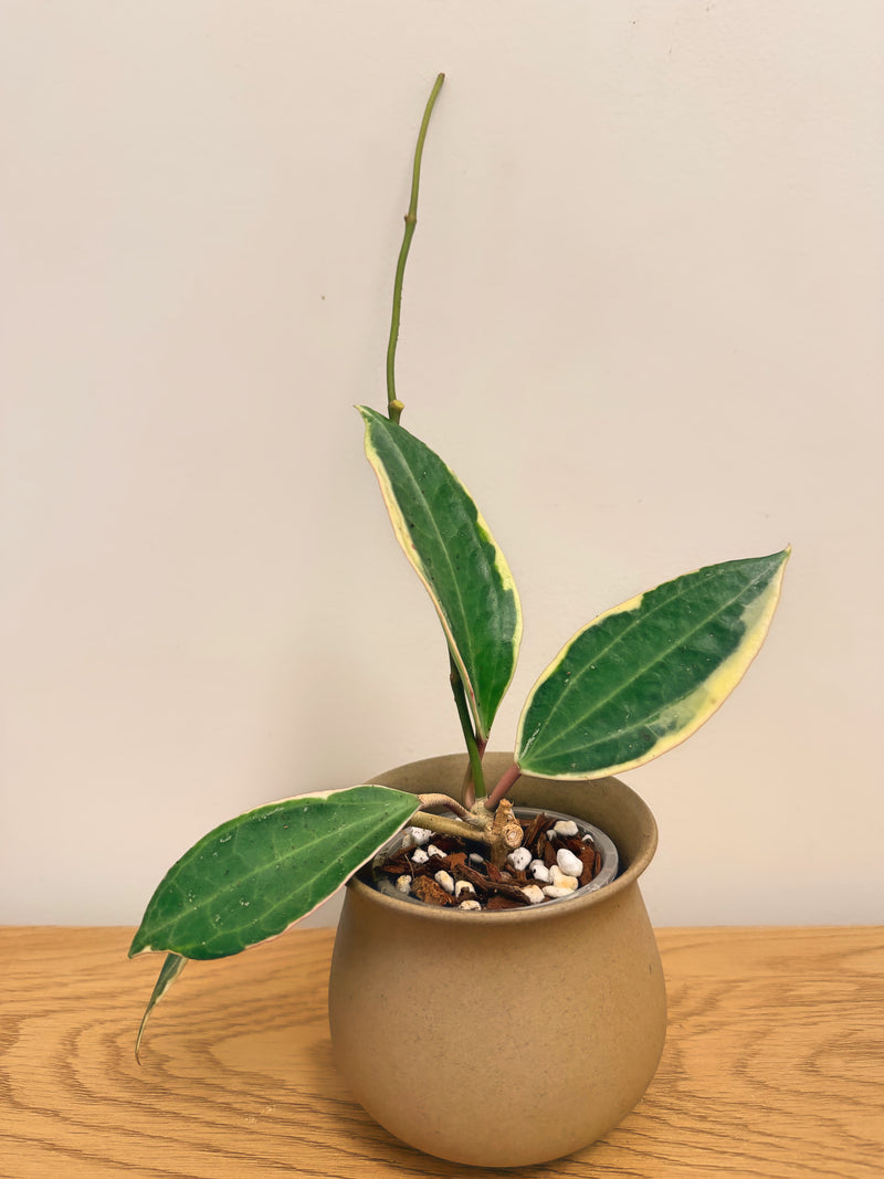 Hoya Latifolia Albo (B)