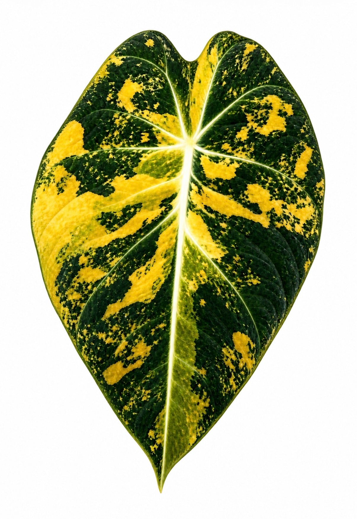 Alocasia Black Velvet Aurea