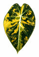 Alocasia Black Velvet Aurea
