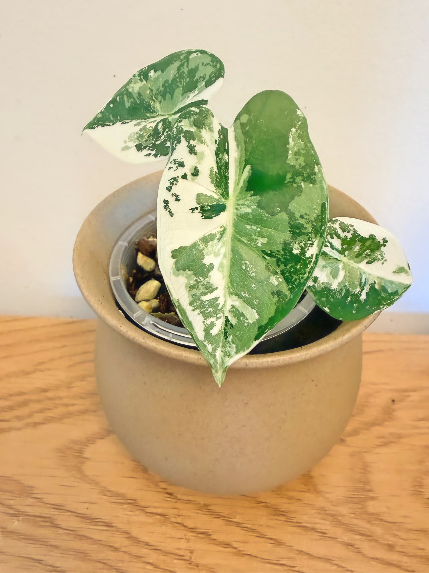 Alocasia Frydek Variegated