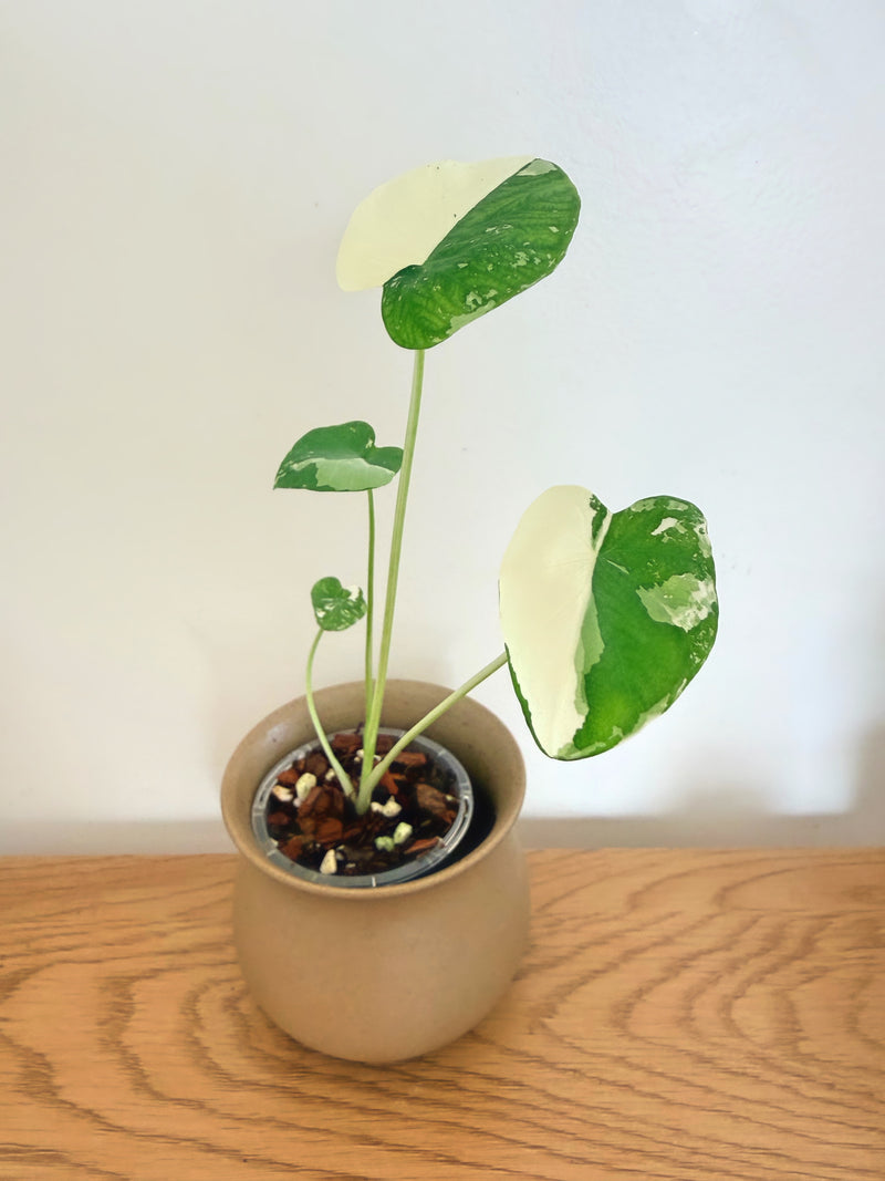 Colocasia White Tiger