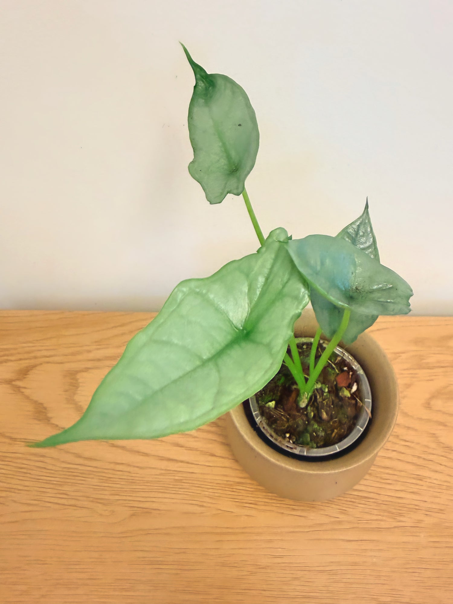 Alocasia Heterophylla Dragon Breath
