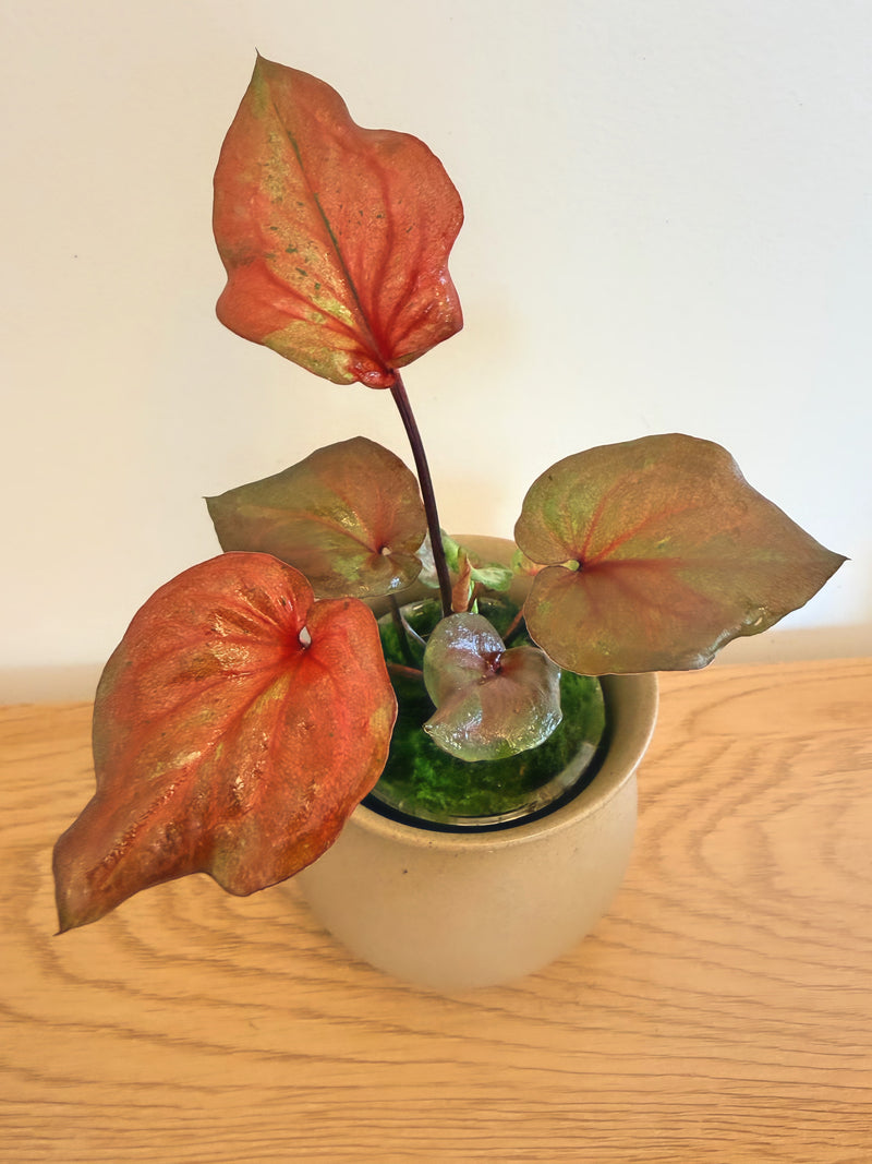 Caladium Peach Red Wine