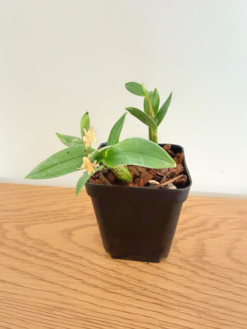 Dendrobium Aberrans