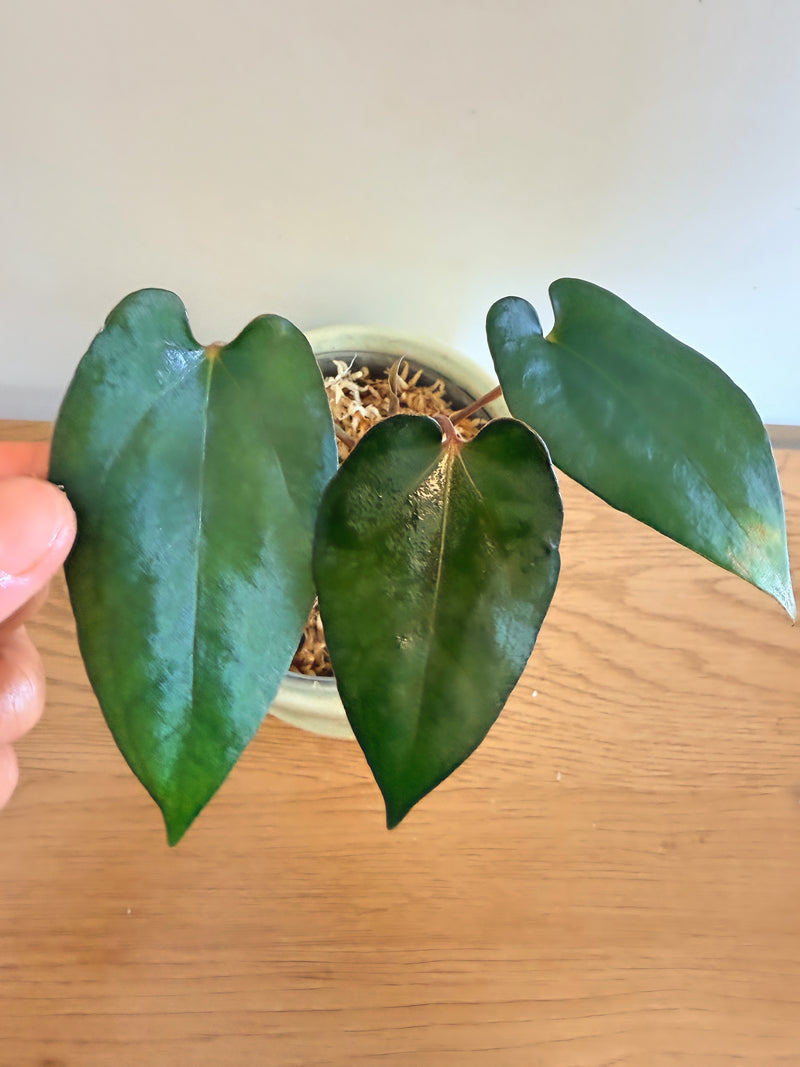 Anthurium AOS x (Fort Sherman x Dark Phoenix)