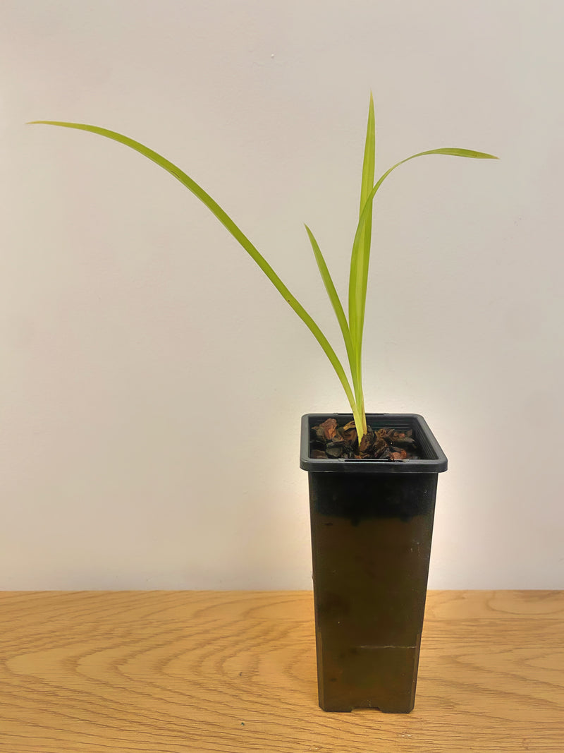 Cymbidium Miss Saigon ‘Yamato’