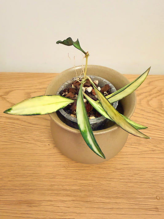 Hoya Wayetii Variegated (A)