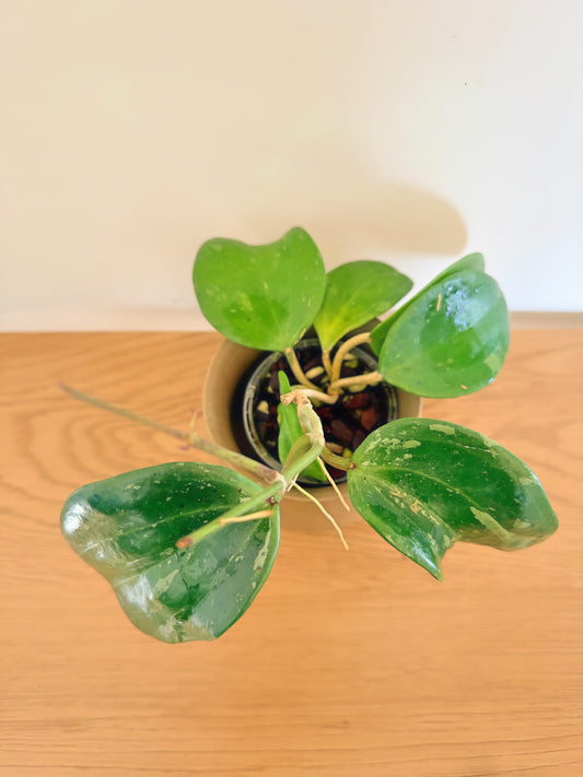 Hoya Latifolia Snow Queen