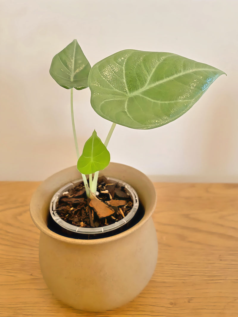 Alocasia Maharani (Black Velvet x Melo)
