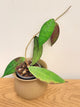 Hoya King Lambii Red (B)