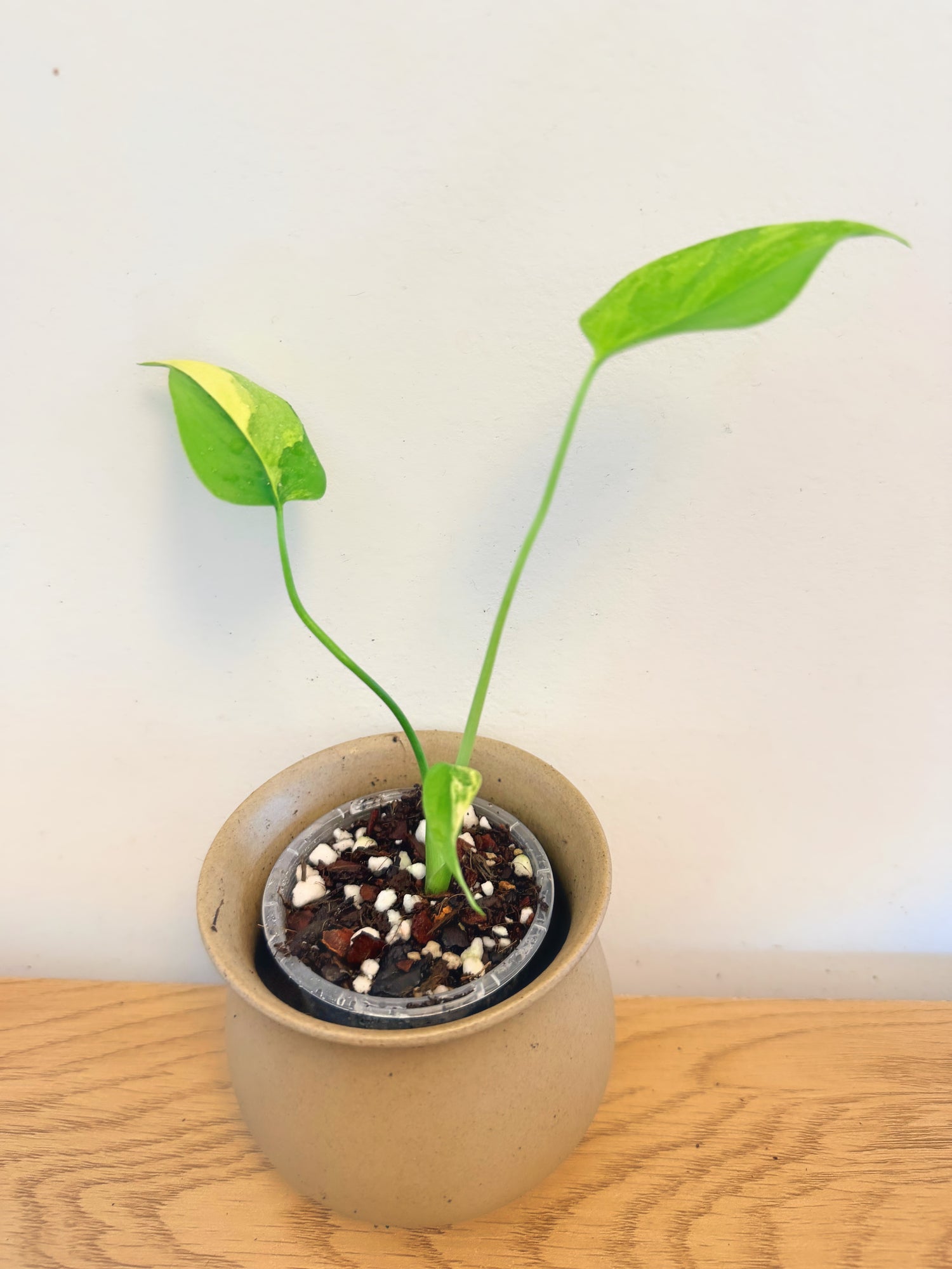 Monstera Yellow Marilyn