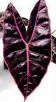 Alocasia Black Satun Pink Bone