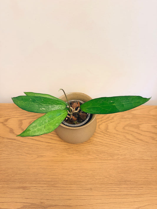 Hoya Indonesia sp. AH001