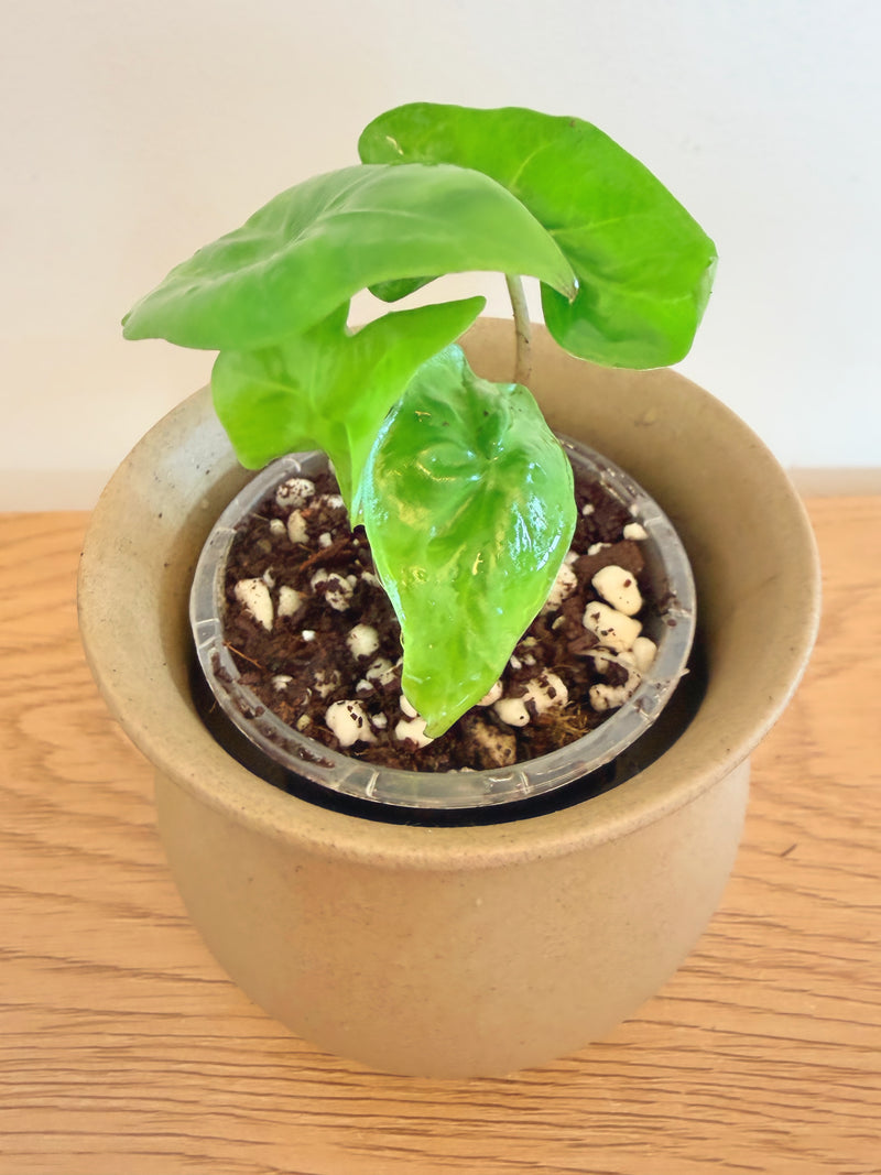 Alocasia Nycteris
