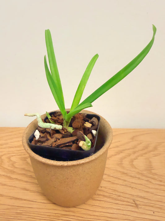 Vanda Paksorn Fragrance 4N