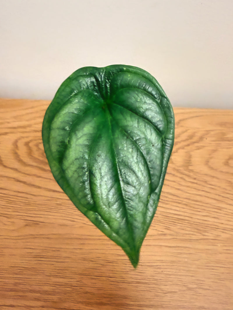 Alocasia Dragon Scale