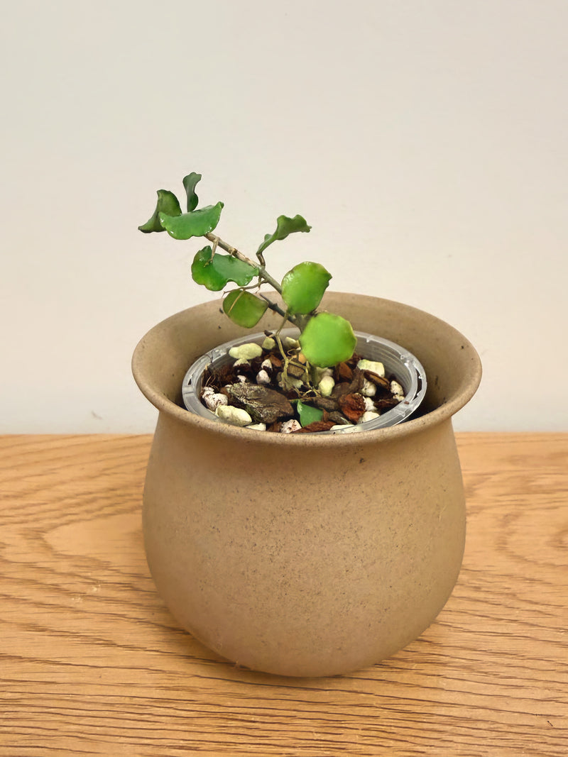 Hoya Kanyakumariana