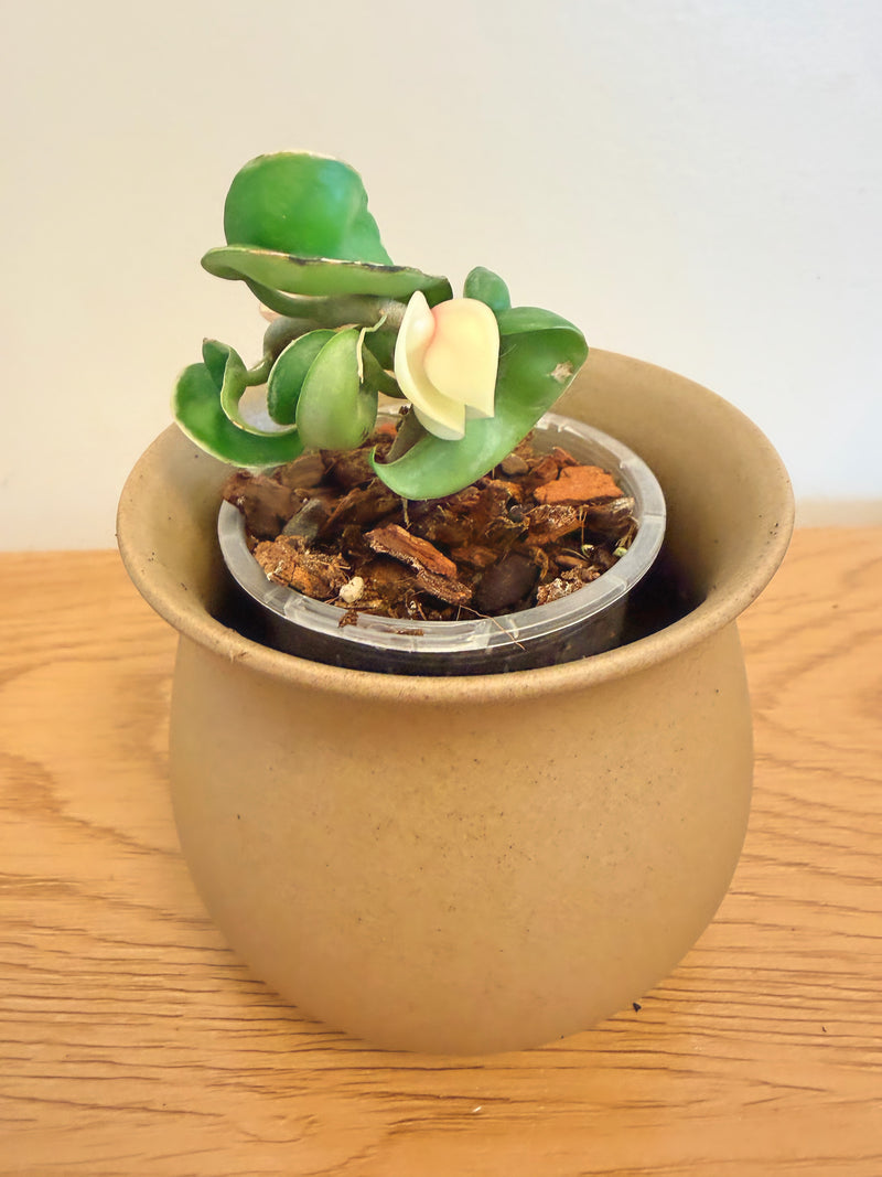 Hoya Compacta Regalis