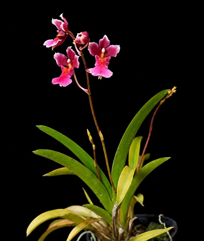 Rodrumnia Sakurada ‘PK’ (MC)