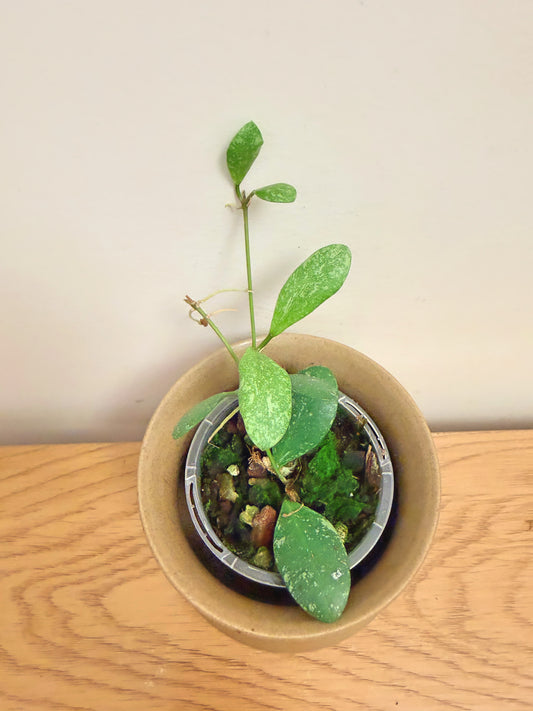 Hoya sp. VL9