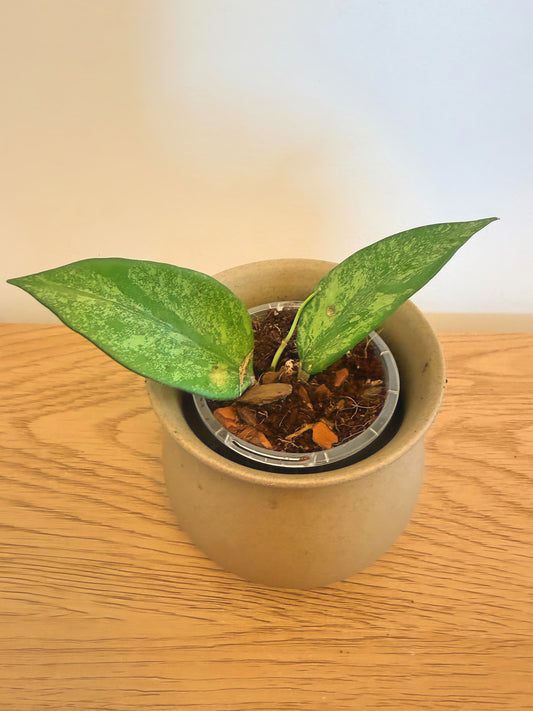 Hoya Incencis Silver