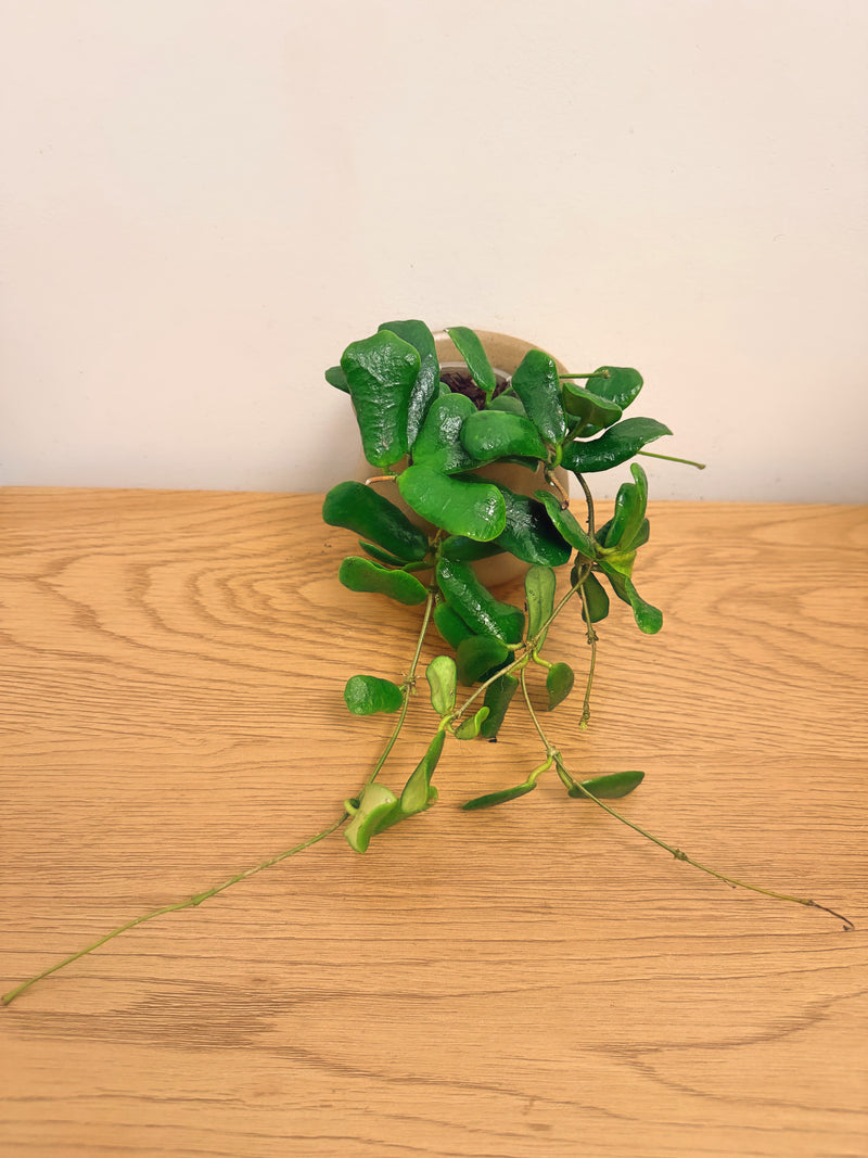 Hoya Rotundiflora