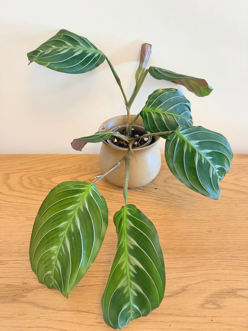 Maranta Massangeana Black (C)
