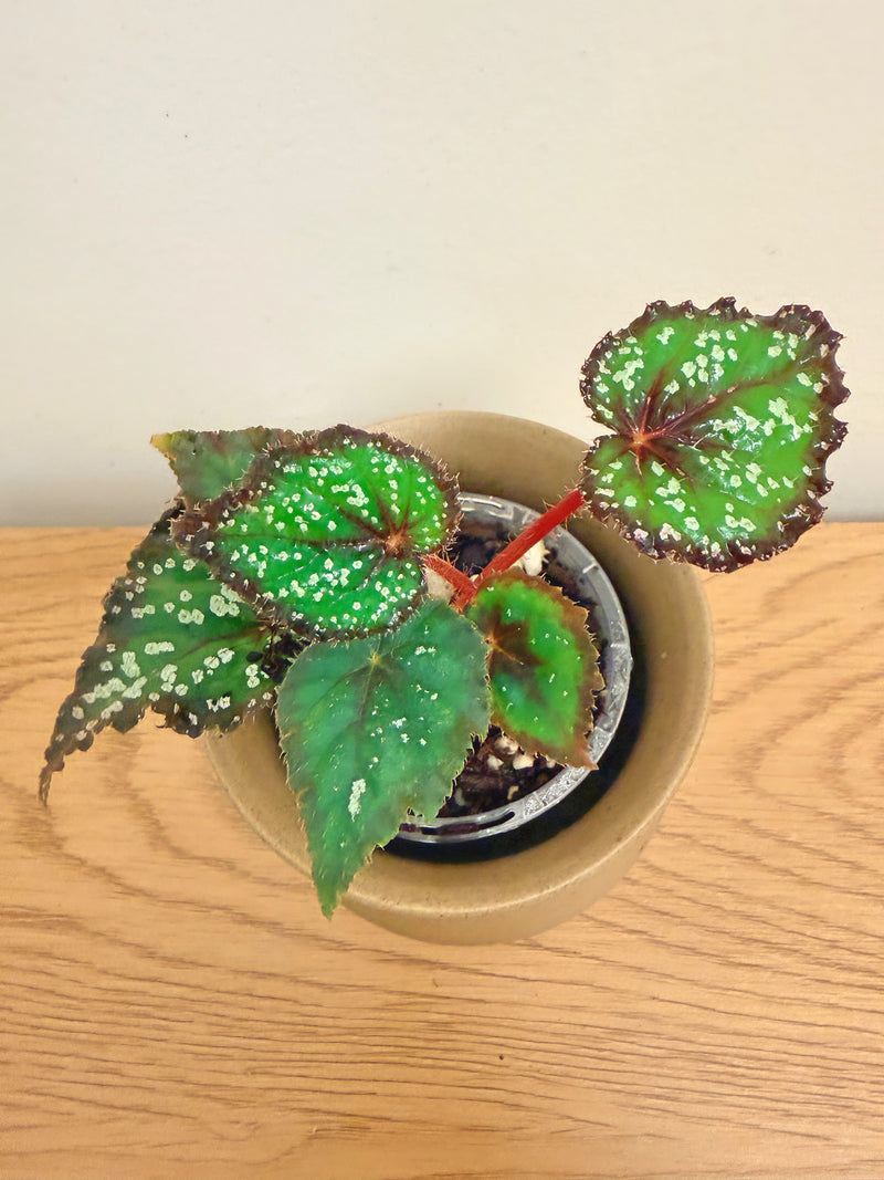 Begonia Fairytale
