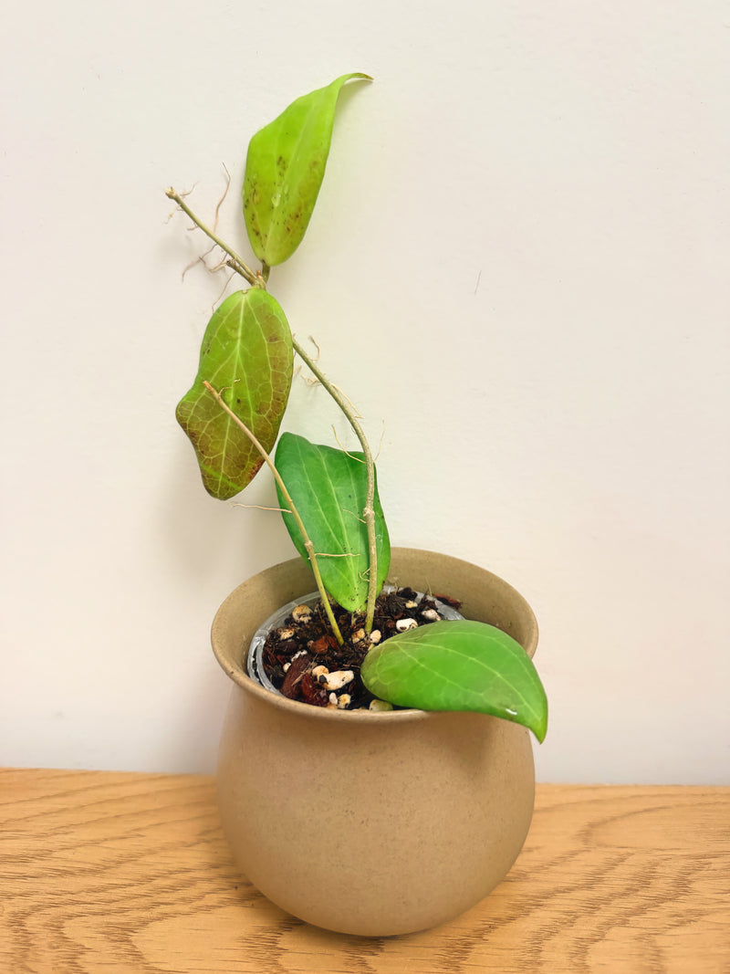 Hoya Curtis-Porcelana