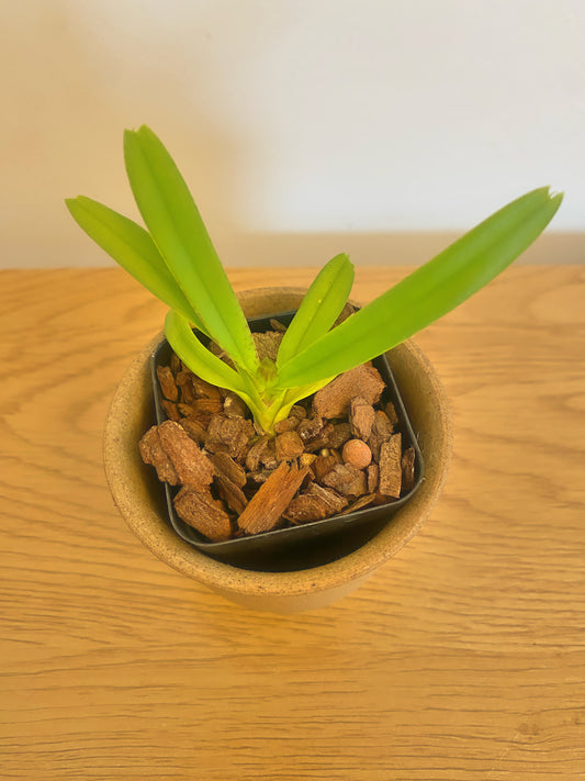 Vanda Ascocentrum