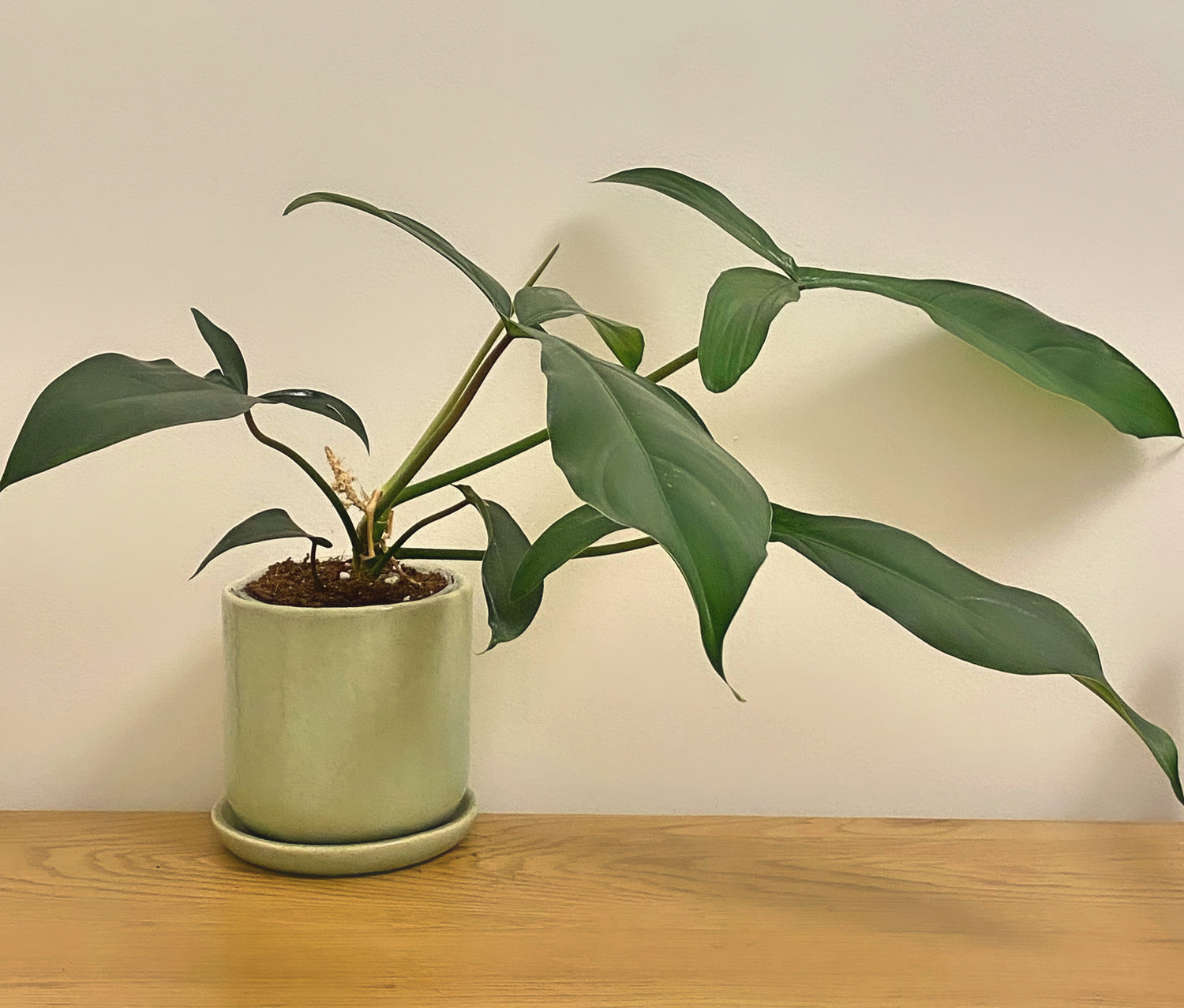 Philodendron 69686