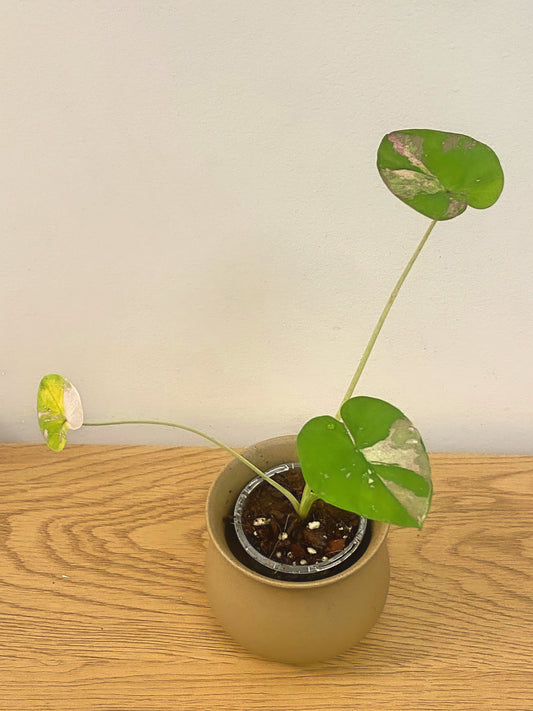Colocasia Siam Ruby