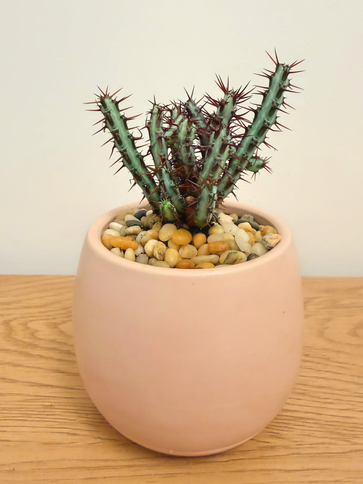 Euphorbia Aeruginosa Minor