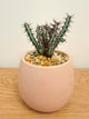Euphorbia Aeruginosa Minor