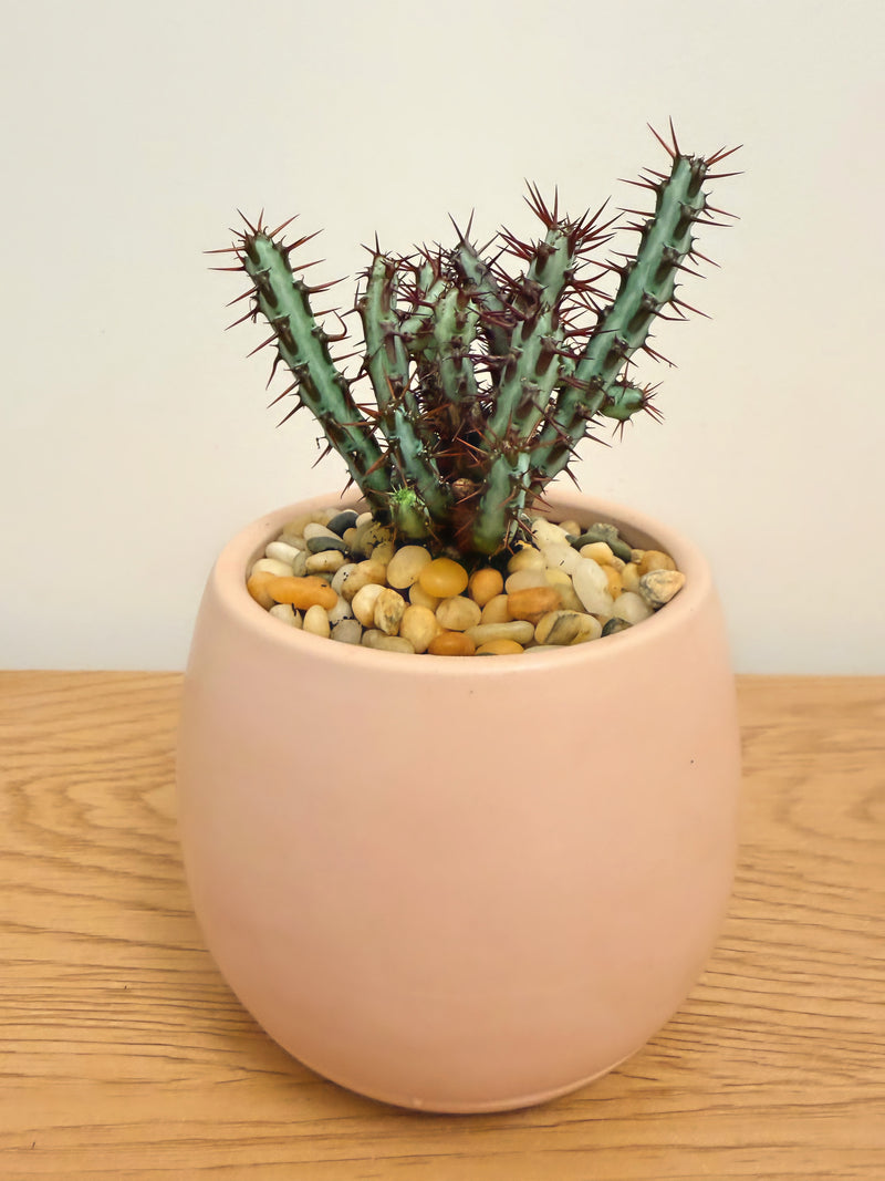 Euphorbia Aeruginosa Minor