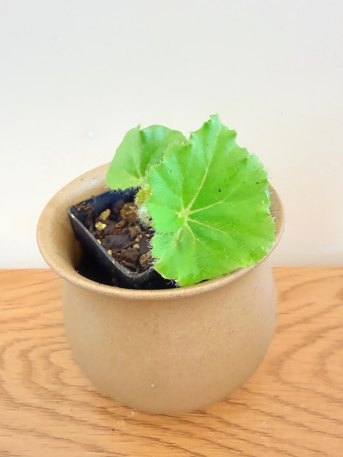 Begonia Crestabruchii