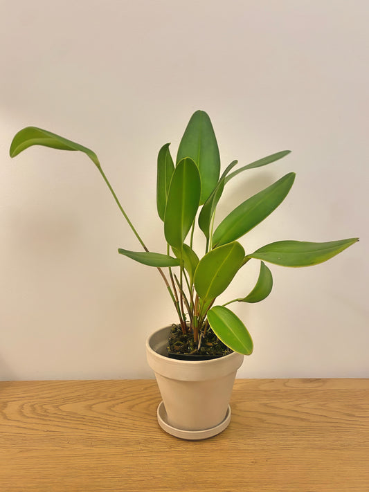Pleurothallis Restrepioides