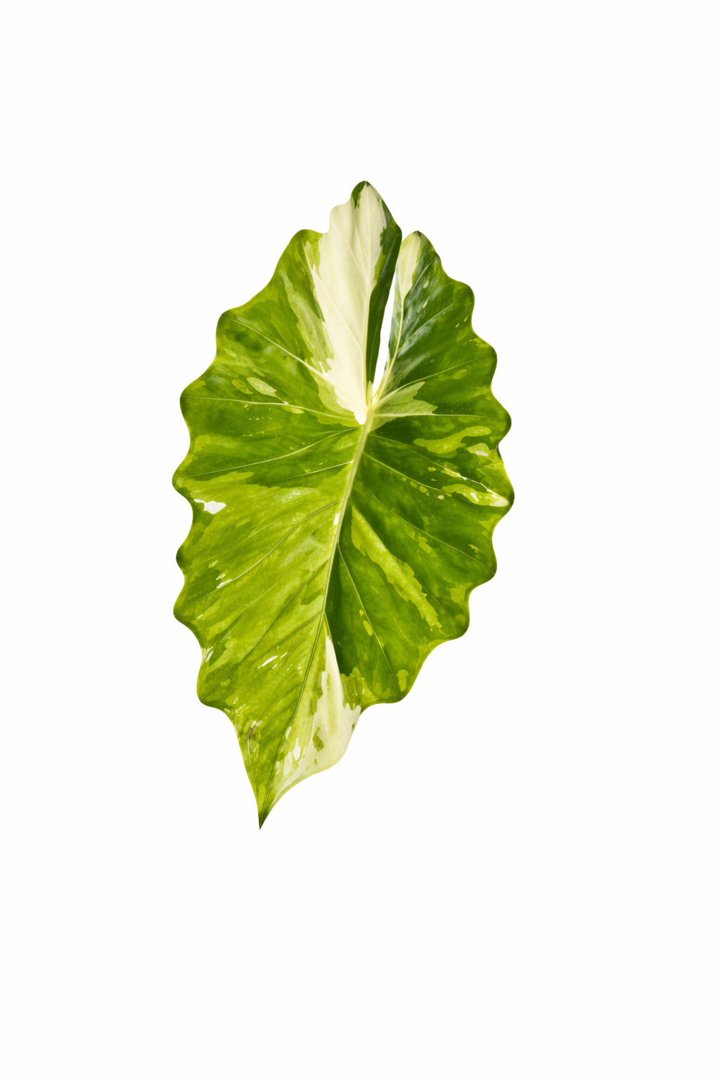 Alocasia Portora Variegated