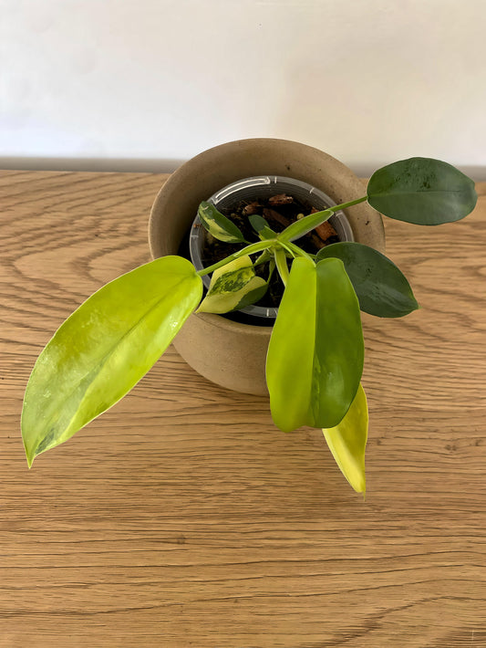 Philodendron Florida Beauty (A)