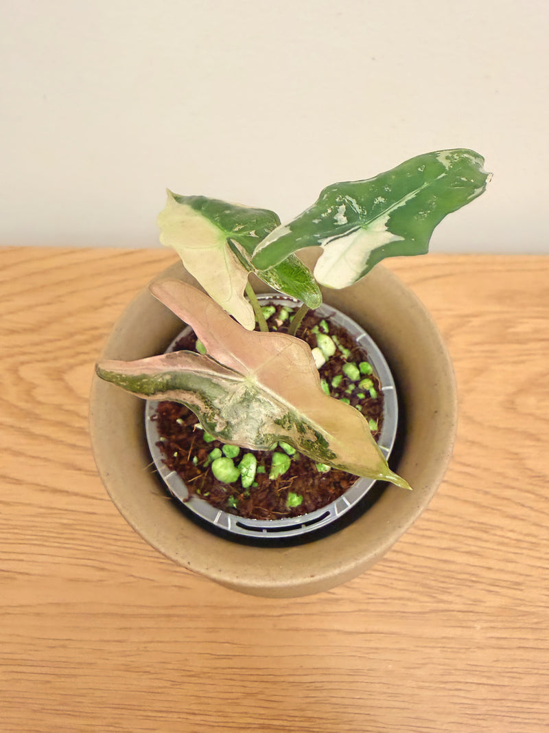 Alocasia Nobilis Pink