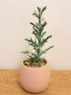 Euphorbia Stenoclada