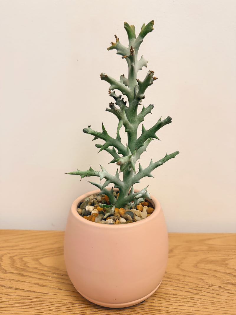 Euphorbia Stenoclada