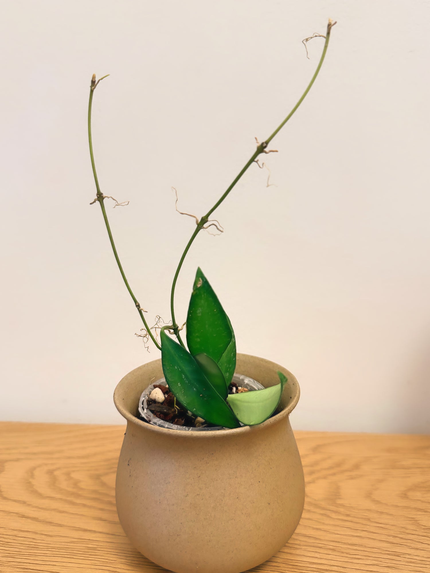 Hoya Rosita Splash