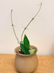 Hoya Rosita Splash