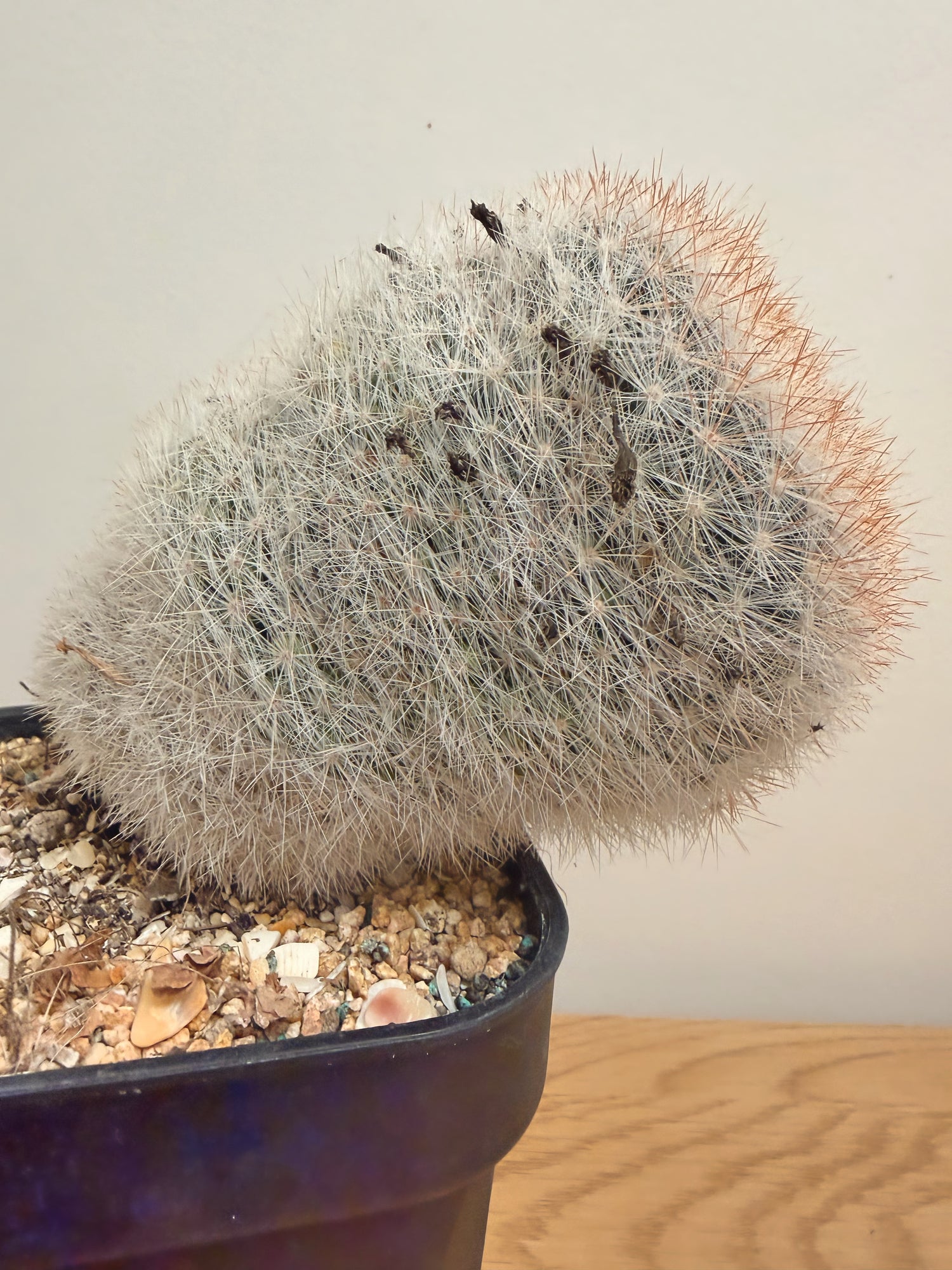 Mammillaria Bocasana