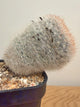 Mammillaria Bocasana