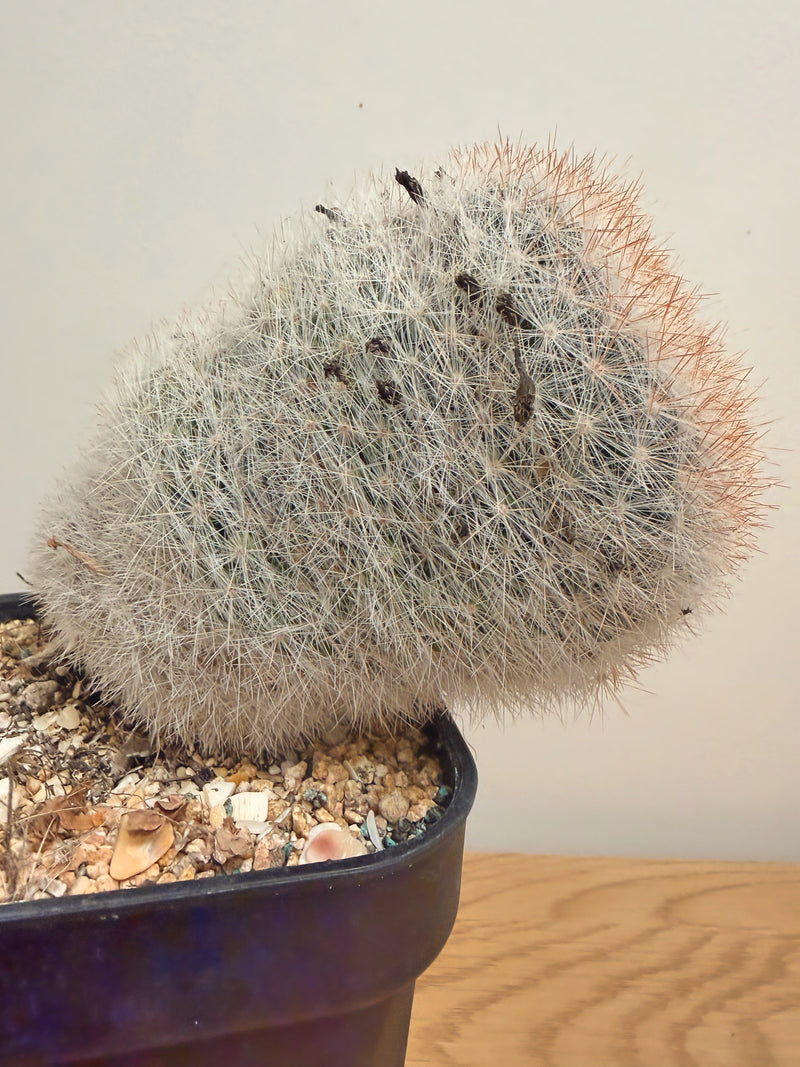 Mammillaria Bocasana