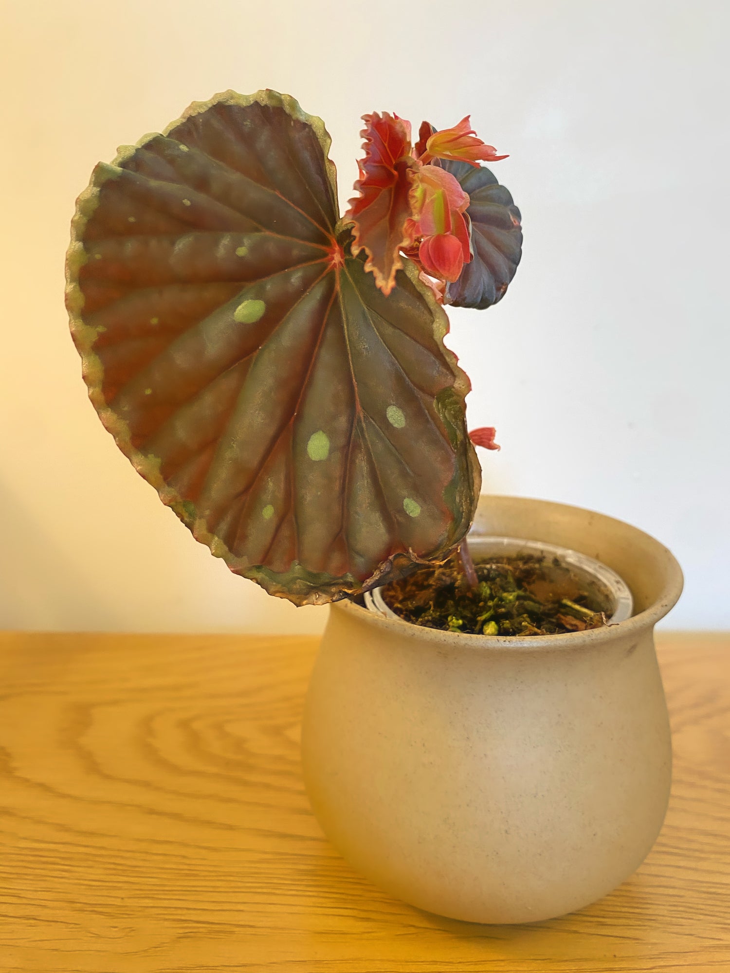 Begonia Queen Constellation (Darthvaderiana x Chlorosticta)